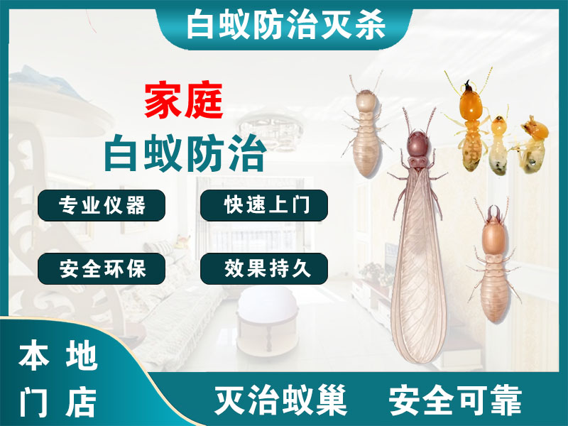安吉县家庭白蚁防治